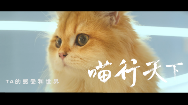 喵行天下，與NI解鎖新體驗